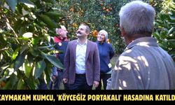 Kaymakam Kumcu, 'Köyceğiz Portakalı' hasadına katıldı