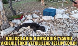 Balıkçıların kurtardığı yavru Akdeniz Foku yetkililere teslim edildi
