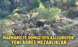 Marmaris'te domuz istilası sürüyor: "Yeni adres mezarlıklar"