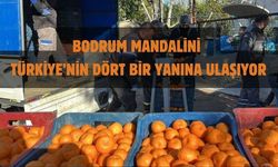 BODRUM MANDALİNİ TÜRKİYE’NİN DÖRT BİR YANINA ULAŞIYOR