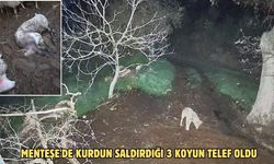 Menteşe'de kurdun saldırdığı 3 koyun telef oldu
