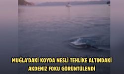 Muğla'daki koyda nesli tehlike altındaki Akdeniz foku görüntülendi
