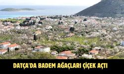 Datça'da badem ağaçları çiçek açtı