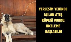 Yerleşim yerinde açılan ateş köpeği vurdu, inceleme başlatıldı