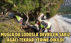 Muğla'da lodosla devrilen sakız ağacı tekrar yerine dikildi