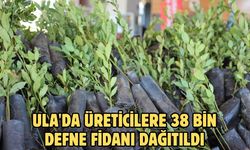 Ula'da üreticilere 38 bin defne fidanı dağıtıldı