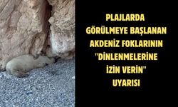 Plajlarda görülmeye başlanan Akdeniz foklarının "dinlenmelerine izin verin" uyarısı