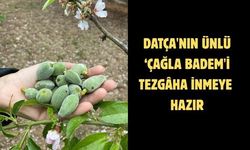 Datça'nın ünlü ‘çağla badem'i tezgaha inmeye hazır