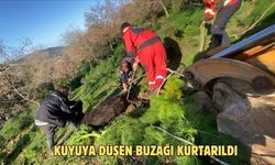 Kuyuya düşen buzağı kurtarıldı