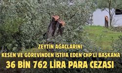 Zeytin ağaçlarını kesen ve görevinden istifa eden CHP'li başkana 36 bin 762 lira para cezası