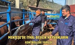 Menteşe’de ithal besilik hayvanların sağlık kontrolleri yapıldı