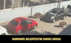 Marmaris Belediyesi'ne domuz davası