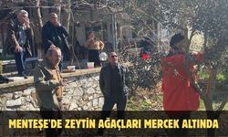 Menteşe'de zeytin ağaçları mercek altında