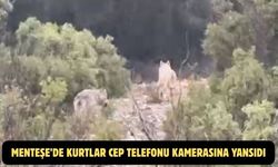 Menteşe’de kurtlar cep telefonu kamerasına yansıdı