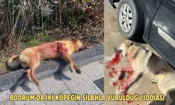 Bodrum'da iki köpeğin silahla vurulduğu iddiası