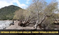 Fırtınada devrilen Ilgın ağaçları yeniden toprakla buluşuyor