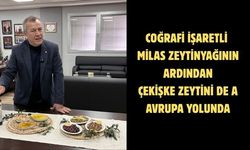 Coğrafi işaretli Milas zeytinyağının ardından Çekişke zeytini de Avrupa yolunda