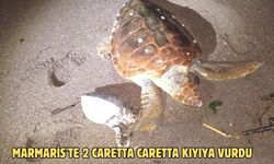 Marmaris'te 2 caretta caretta kıyıya vurdu
