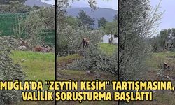 Muğla'da "zeytin kesim" tartışmasına, valilik soruşturma başlattı