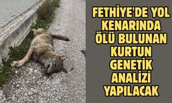 Fethiye'de yol kenarında ölü bulunan kurtun genetik analizi yapılacak