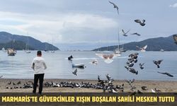 Marmaris’te güvercinler kışın boşalan sahili mesken tuttu