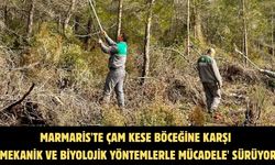 Marmaris'te çam kese böceğine karşı 'mekanik ve biyolojik yöntemlerle mücadele' sürüyor
