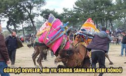 Güreşçi develer, bir yıl sonra sahalara geri döndü