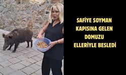 Safiye Soyman kapısına gelen domuzu elleriyle besledi