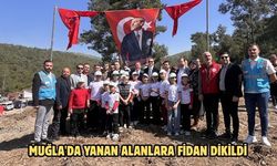 Muğla'da yanan alanlara fidan dikildi