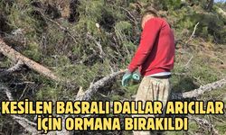 Kesilen basralı dallar arıcılar için ormana bırakıldı