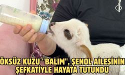 Öksüz kuzu "Balım", Şenol ailesinin şefkatiyle hayata tutundu