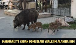 Marmaris'te yaban domuzları yerleşim alanına indi