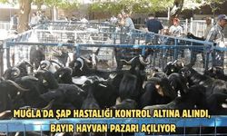Muğla'da şap hastalığı kontrol altına alındı, Bayır Hayvan Pazarı açılıyor