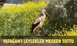 Yatağan’ı leylekler mesken tuttu