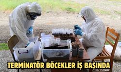 Terminatör böcekler iş başında