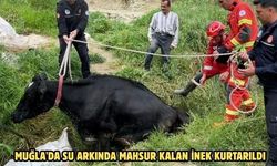 Muğla'da su arkında mahsur kalan inek kurtarıldı