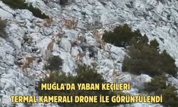 Muğla’da yaban keçileri termal kameralı drone ile görüntülendi