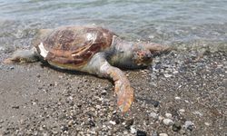 Fethiye'de ölü caretta caretta sahile vurdu