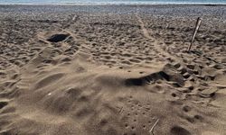 İztuzu Sahili'ndeki caretta caretta yuva sayısı 21'e ulaştı
