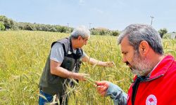 Menteşe’de ekipler sahada hastalık ve süne denetiminde