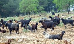 Muğla'da Kurbanlık satışında hareketlilik başladı