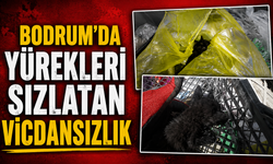 Bodrum'da yürekleri sızlatan vicdansızlık
