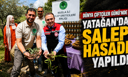 Dünya Çiftçiler Günü’nde Yatağan’da Salep Hasadı Yapıldı