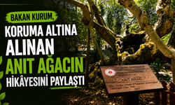 Bakan Kurum, koruma altına alınan anıt ağacın hikâyesini paylaştı