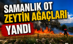 Samanlık ot ve zeytin ağaçları yandı