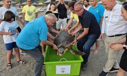 Muğla'da tedavi edilen deniz kaplumbağası "Şimşek" denize bırakıldı
