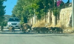 Bodrum'da gündüz vakti domuz sürüsü mahalleye indi