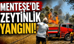 Menteşe'de zeytinlik yangını