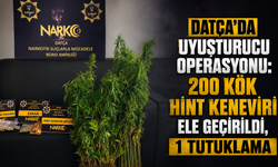 Datça’da uyuşturucu operasyonu: 200 kök Hint keneviri ele geçirildi, 1 tutuklama