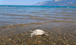 Ula’da sahilde Caretta Caretta bulundu